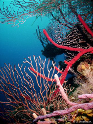 This photo was taken last October while swimming along th... by Steven Anderson 